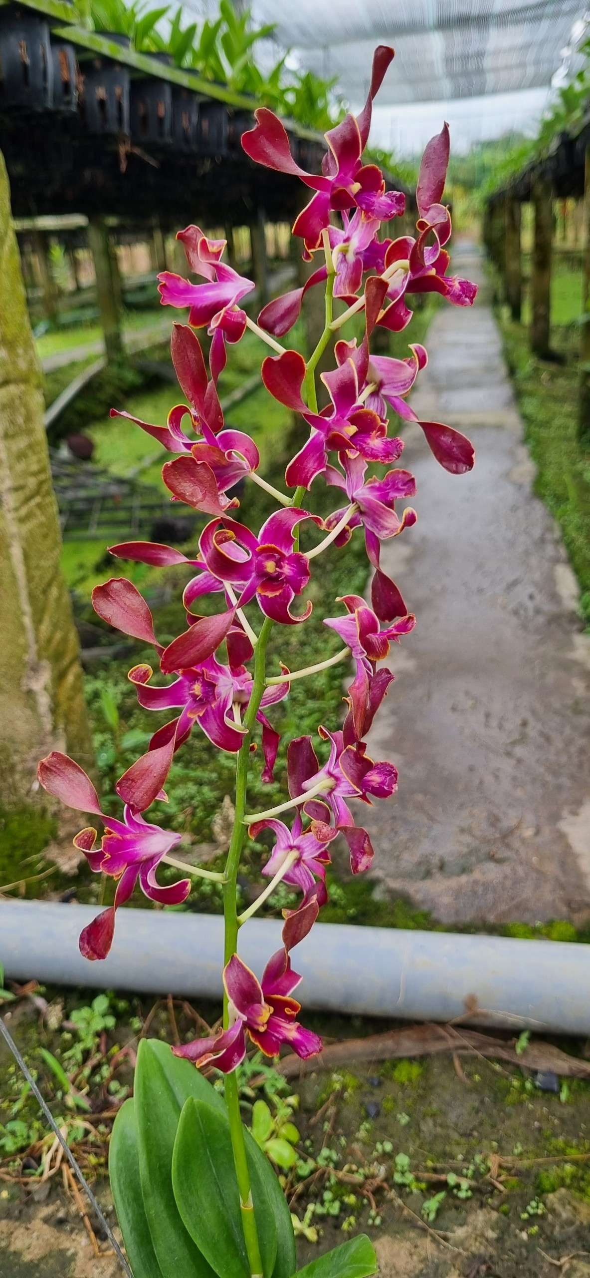 Hoa lan denro sing rồng đỏ