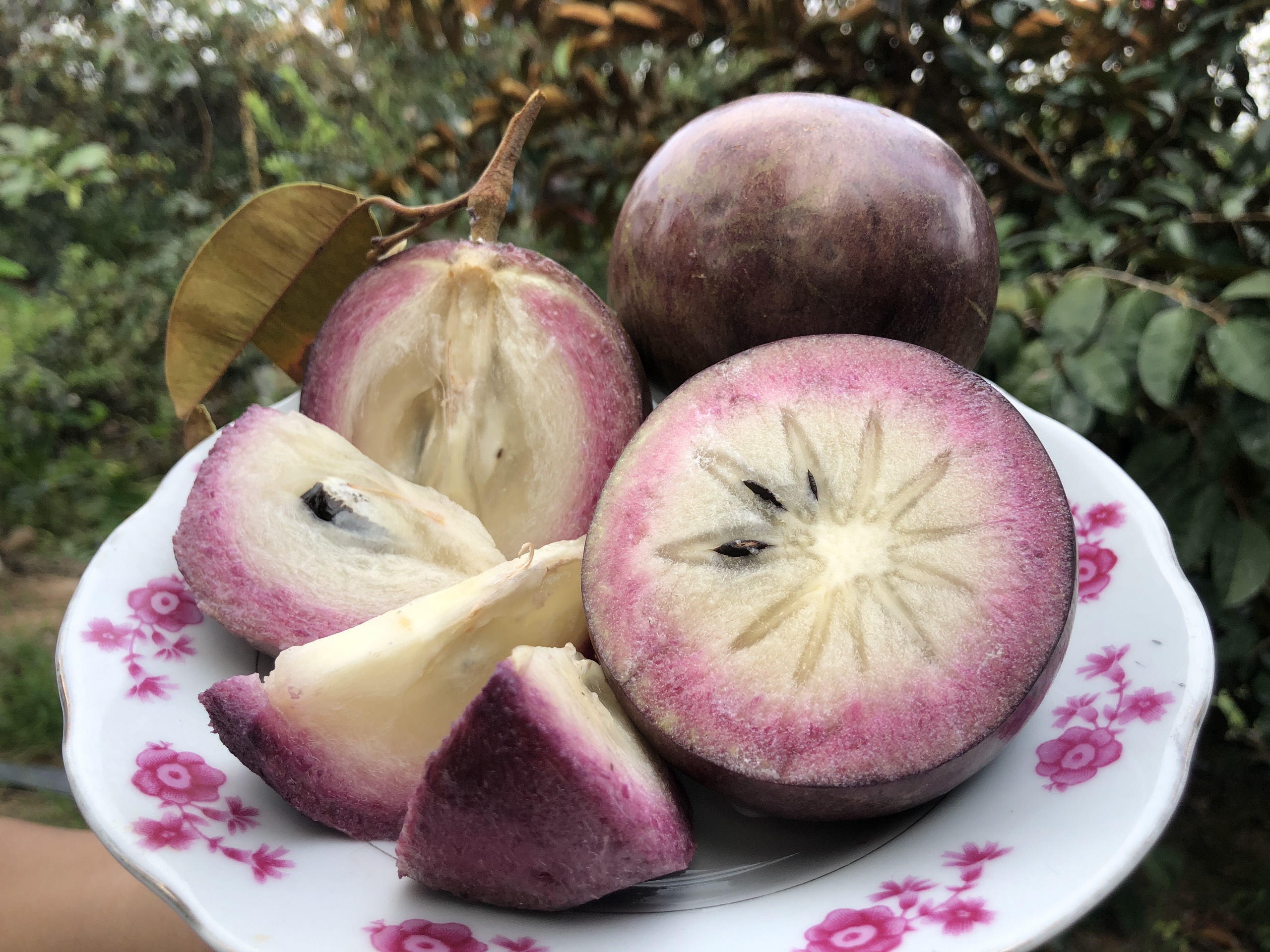 Cây giống vú sữa tím thơm ngon, mỏng vỏ sai quả