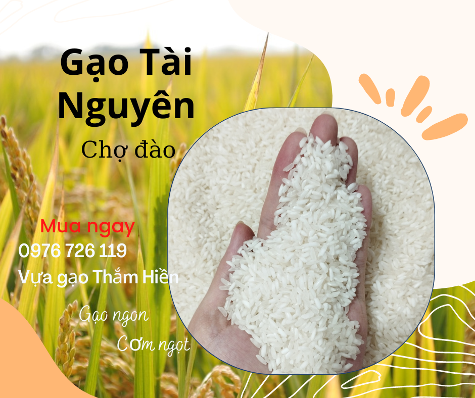 5kg gạo tài nguyên chợ đào - gạo thơm xốp dẻo - bena organic