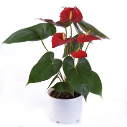 Chậu cây hồng môn Đỏ Đà Lạt