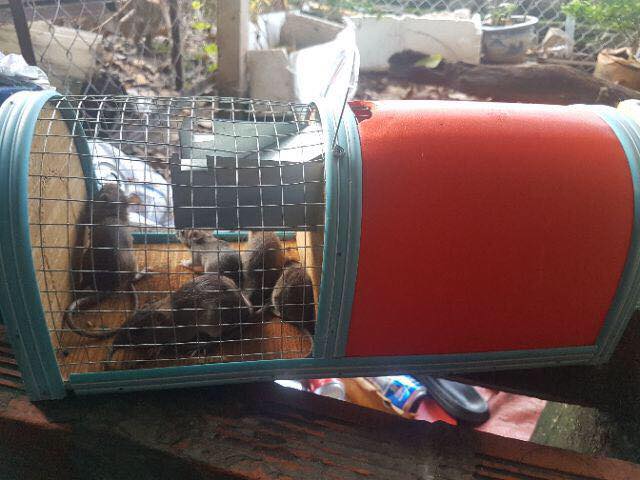 Bẫy thông minh loại đại - dùng bẫy chuột to. tặng kèm gói mồi nhử chuột