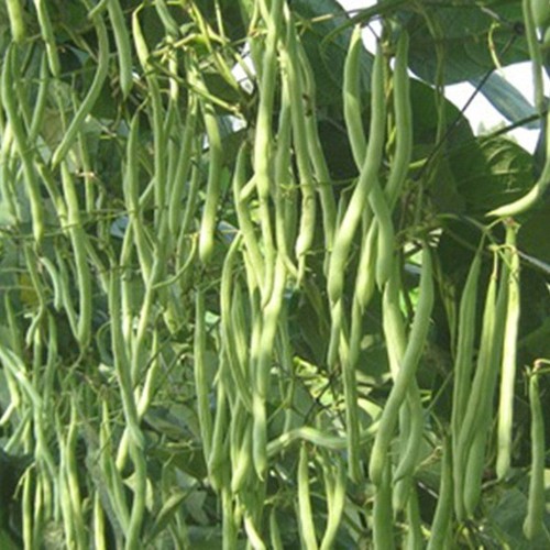 hạt giống Đậu cove leo hạt đen PD252