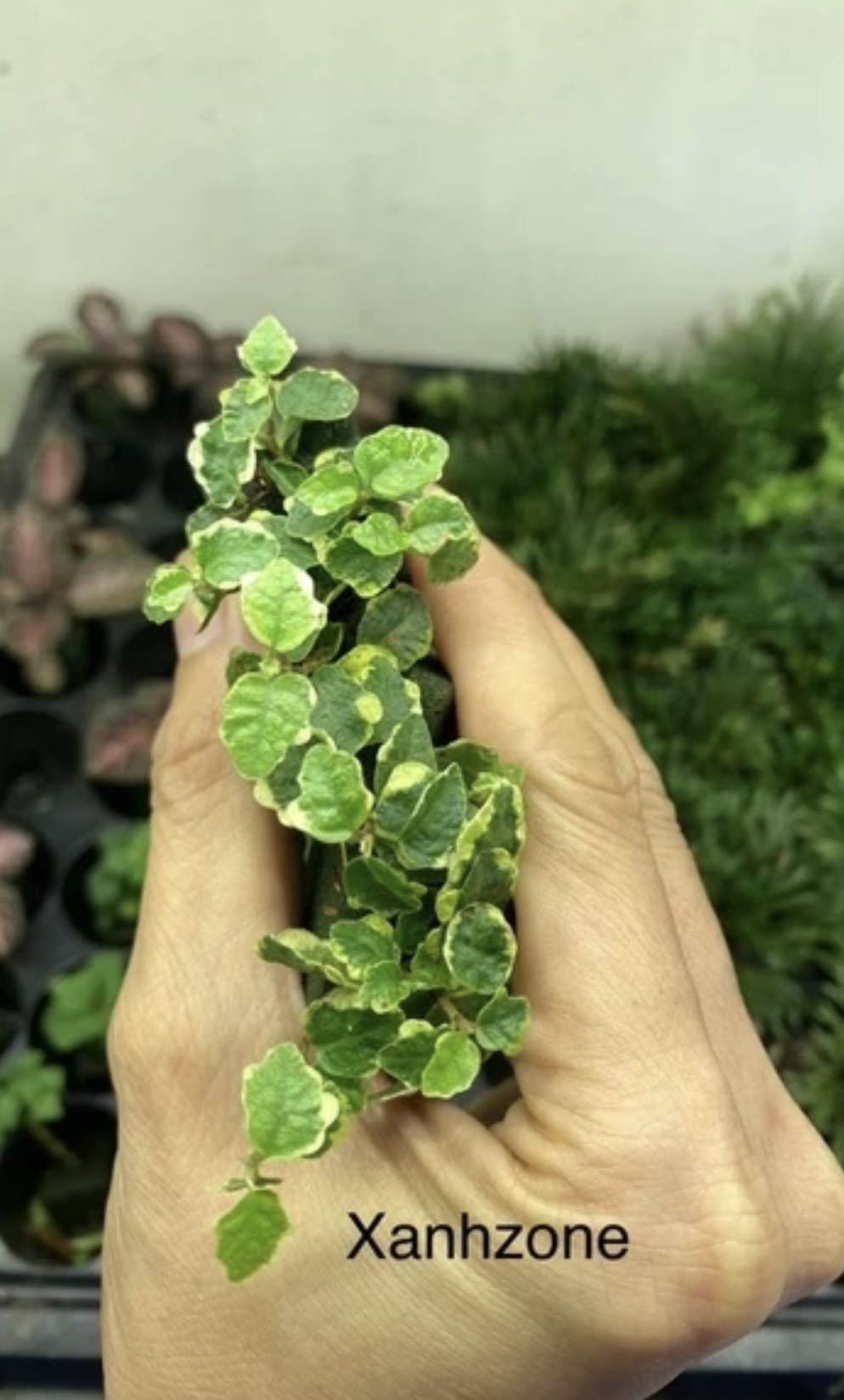 Dây leo , dây leo cẩm thạch. dây leo tường rêu, dây leo terrarium.