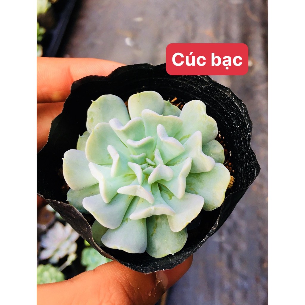 Sen đá cúc bạc