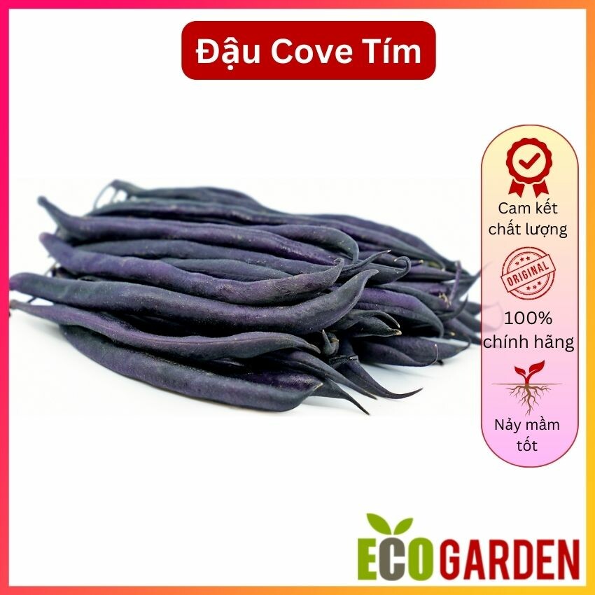 Hạt giống đậu cove tím sai trái