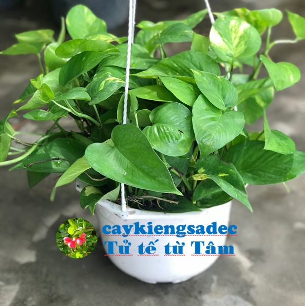 caykiengsadec - Cây Trầu bà xanh + tặng phân bón cho cây mau lớn - hoa kiểng lá - trang trí nội thất cảnh quan sân vườn ngoài trời