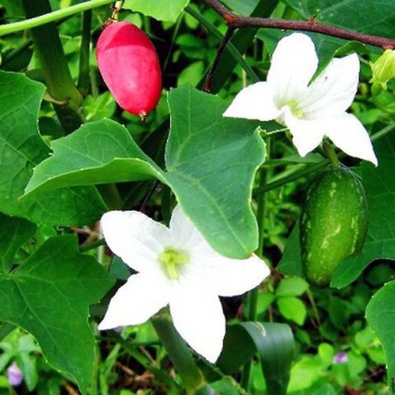 55 hạt bình bát dây. trồng làm cảnh, ra hoa trái rất đẹp. Đọt non nấu canh ăn rất ngon, cũng là cây dược liệu quý