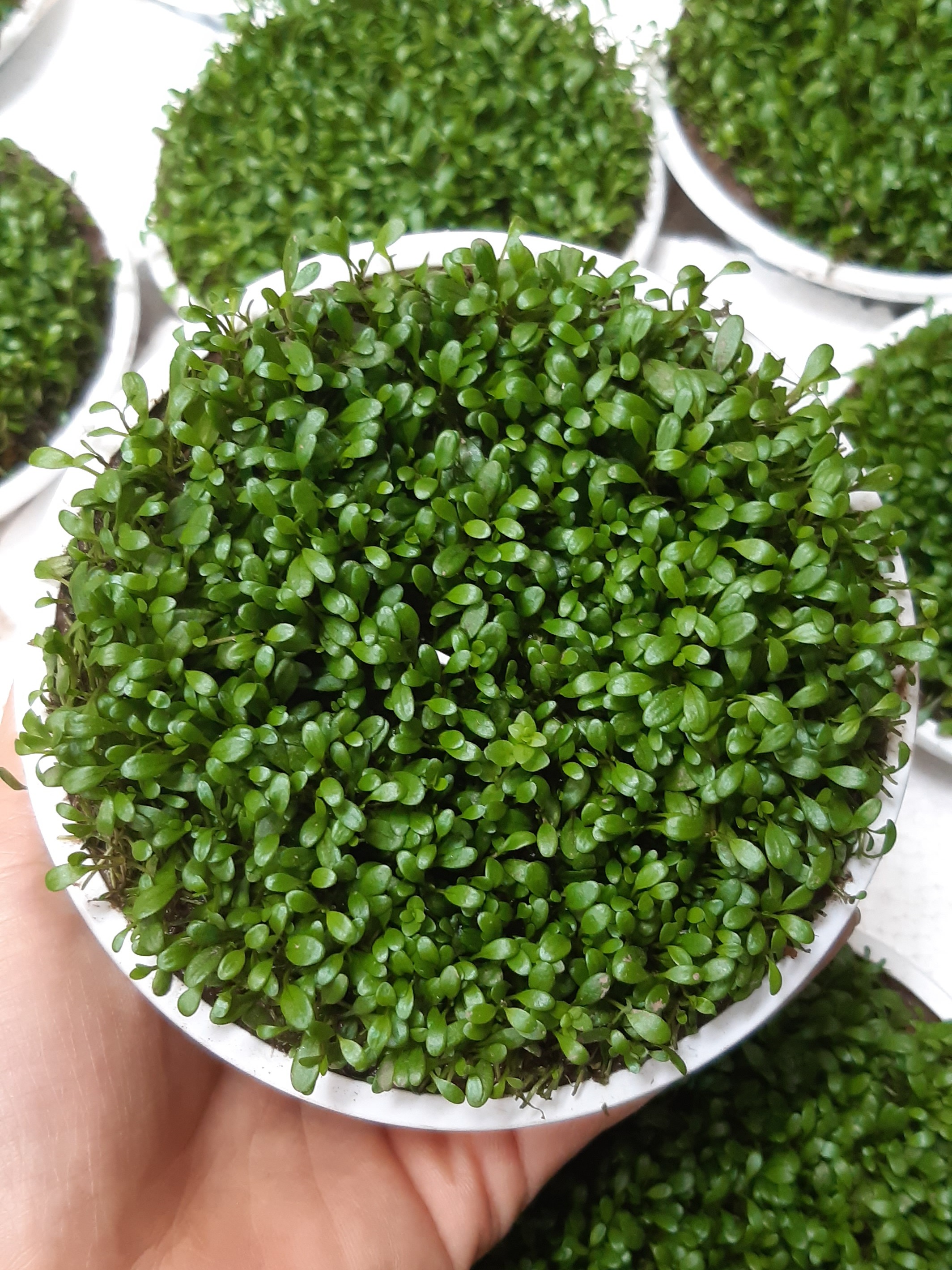 Cây cỏ thủy sinh Trân Châu nhật - cỏ thủy sinh trải nền rất đẹp