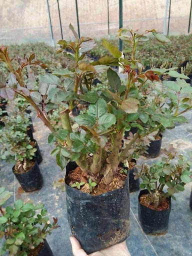 Combo 3 Gốc Hồng Leo đầy đủ màu sắc