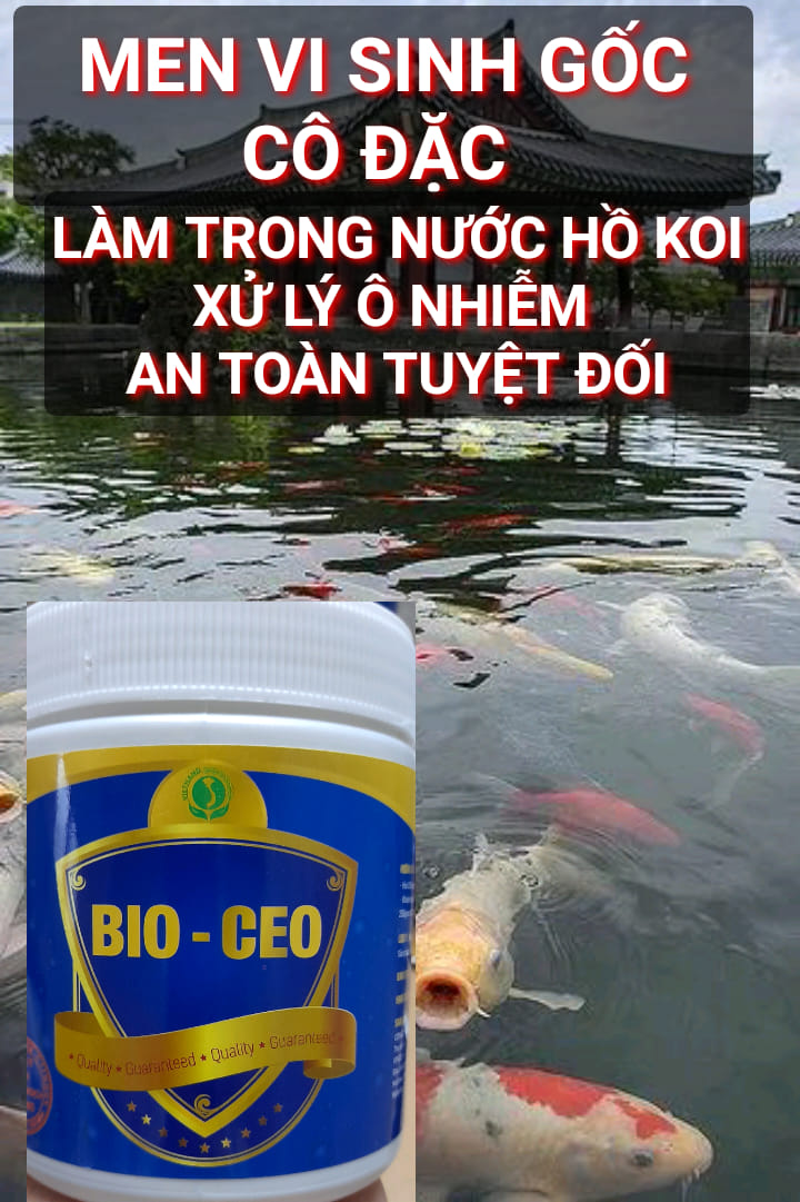 Siêu vi sinh làm trong nước CEO xử lý nước cho hồ cá koi- cá rồng lọ 250gr