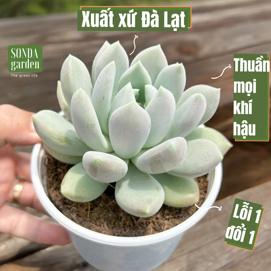 Sen đá sỏi xám size trung bình khỏe đẹp lỗi 1 đổi 1