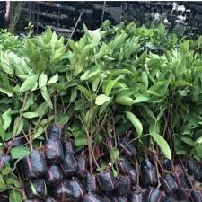 Cây giống roi đỏ thái lan siêu ngon siêu quả- cam kêt giống chuẩn f1