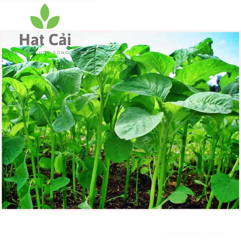 Gói 20g hạt giống rau dền Xanh - Nanuseeds