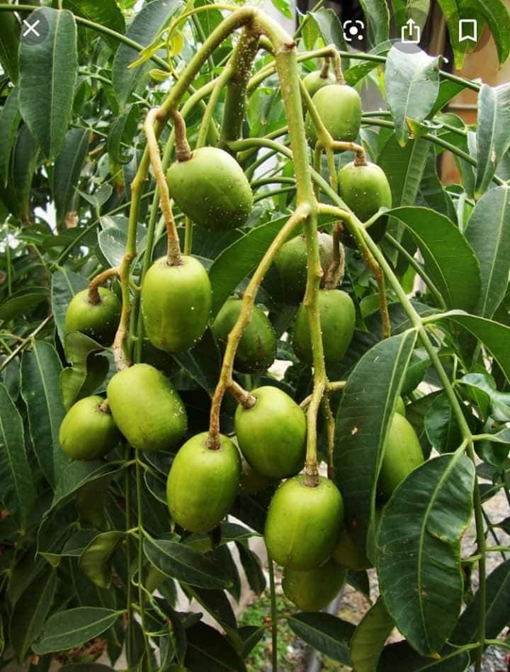 Cây cóc thái