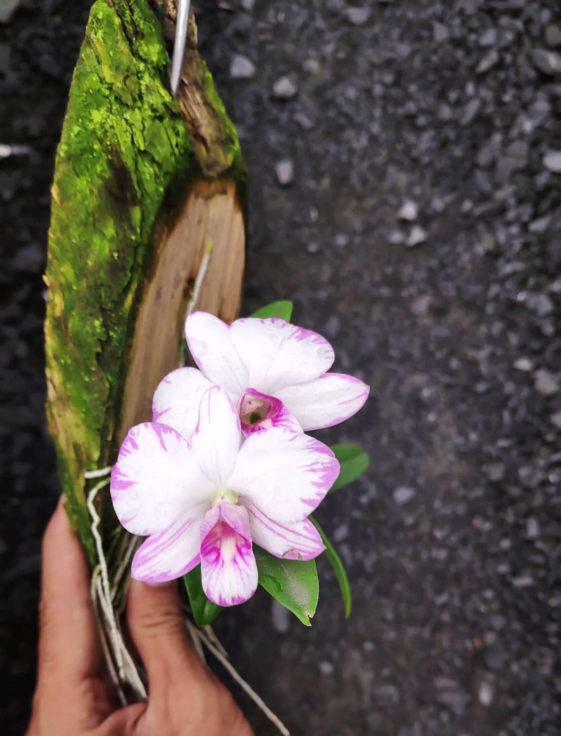 Lan Dendro chớp mini enobi Singapore đã ghép bảng sẵn - Cây giống đẹp, siêng hoa, đẻ nhánh nhiều - H2P Shop