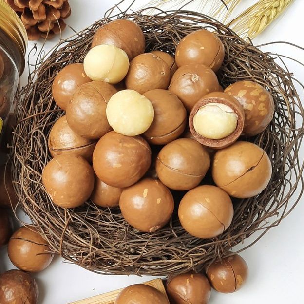 Hạt macca sấy chín size to, loại 1, hạt mắc ca Tây Nguyên, sẵn đồ khui hạt - 1kg/500g