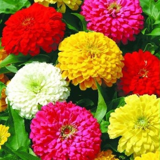 Hạt giống cúc lá nhám nhiều màu