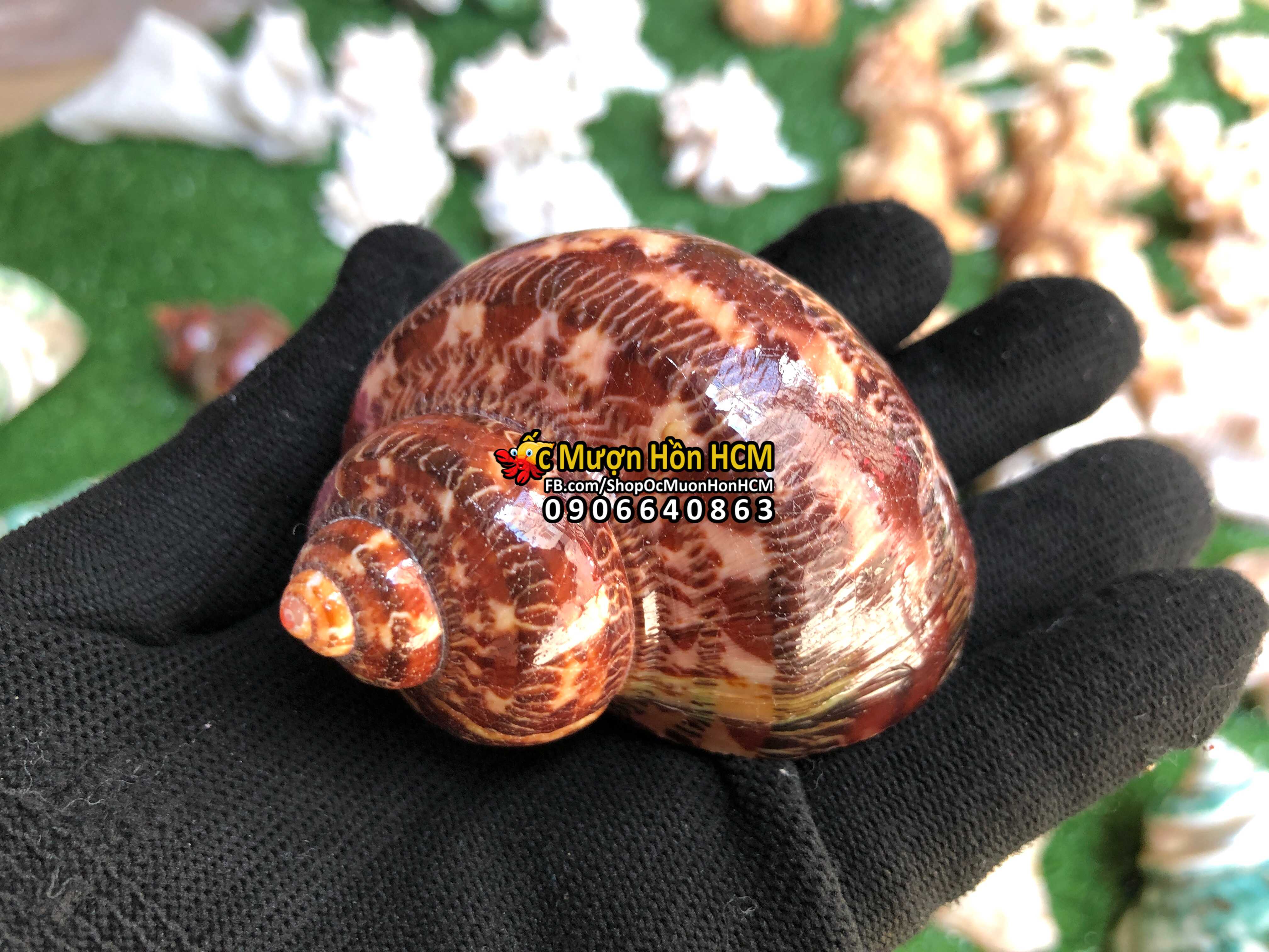 [HCM][L/XL] Quà tặng từ Biển - Vỏ Ốc Xà Cừ Đỏ - Vỏ Ốc Trang Trí - Siêu Đẹp - Giá Rẻ - Vỏ Ốc Mượn Hồn - Vỏ Ốc Biển Tự Nhiên