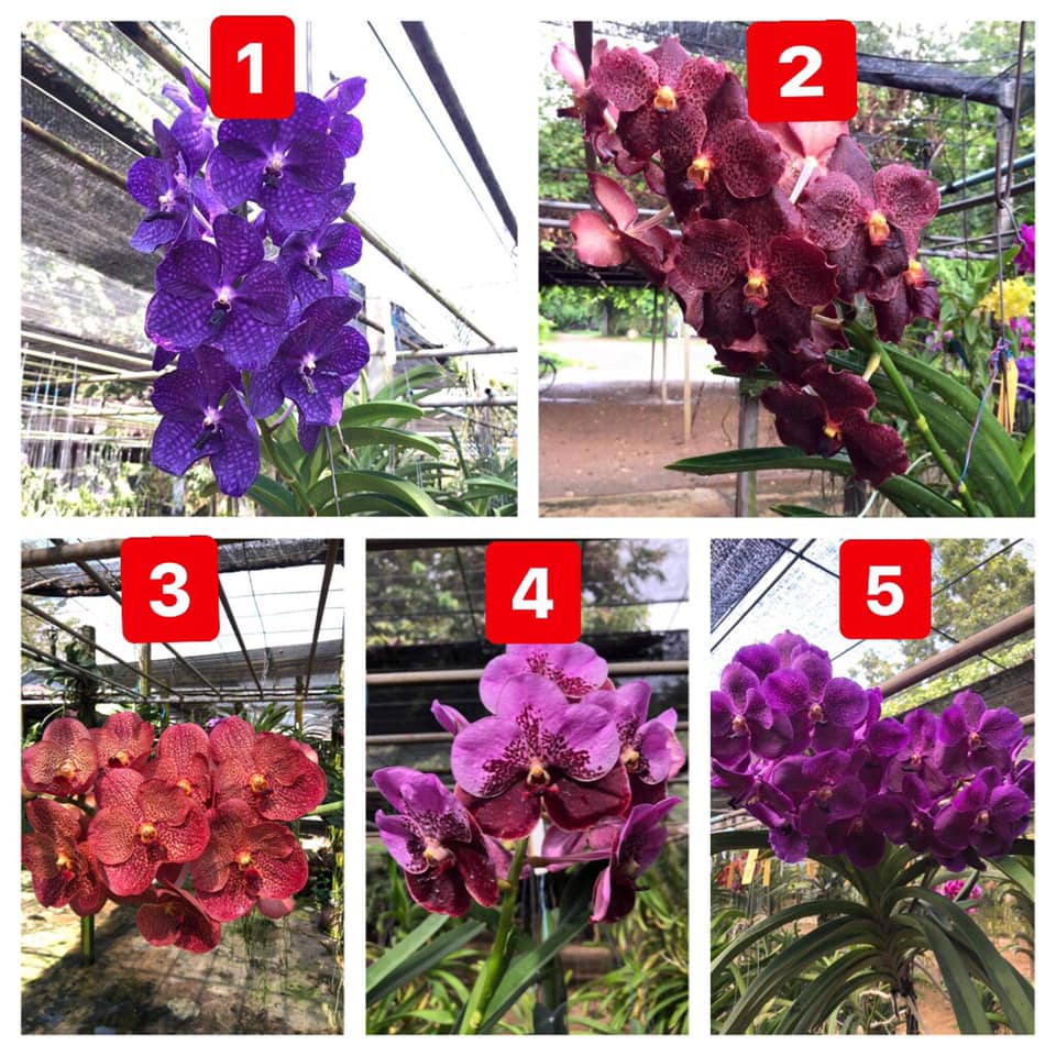 Cây giống lan vanda, hàng nhập thái lan, đủ màu
