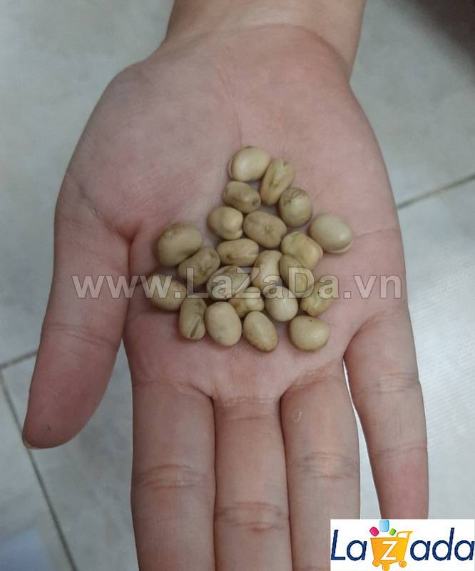 [HCM]BỘ 5GÓI 5Gr Hạt Giống Đậu Tằm (A5.402| C38*W23)