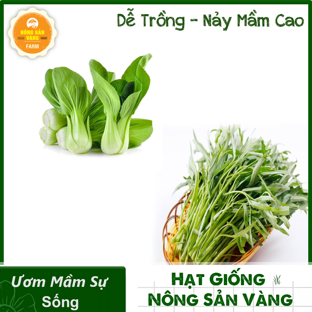 Combo 2 Hạt Giống Rau (Rau Muống Lá Tre - Rau Cải Thìa) Dễ Trồng,Năng Suất Cao,Thiết Yếu Cho Mỗi Bữa Cơm Gia Đình -  Nông Sản Vàng