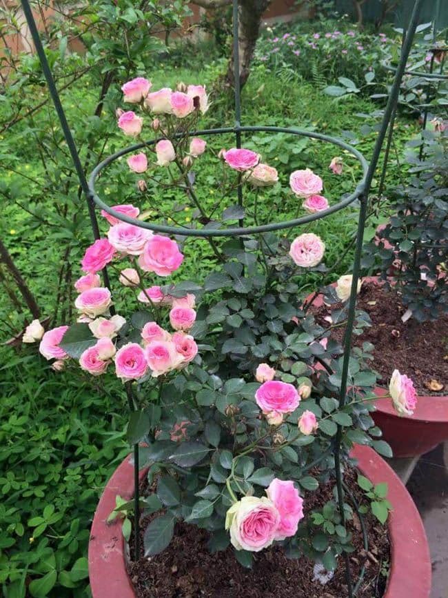 GỐC HOA HỒNG LEO BÔNG TO CÁNH DÀY ( ĐỦ MÀU)- MUA 10 TẶNG 1