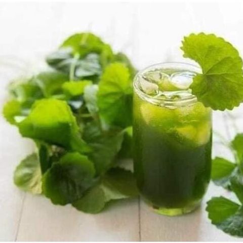 Bột rau má sấy lạnh nguyên chất ,thanh nhiệt cơ thể hộp 500 g , giải khát -khobuonnhakieu