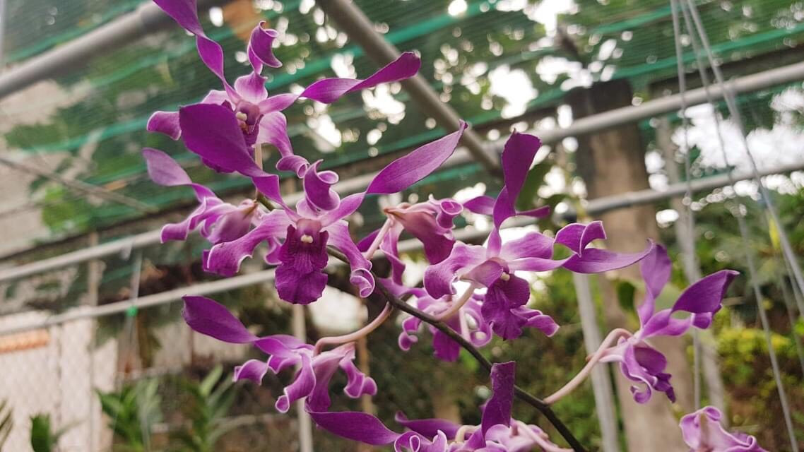 Hoa lan rồng tím