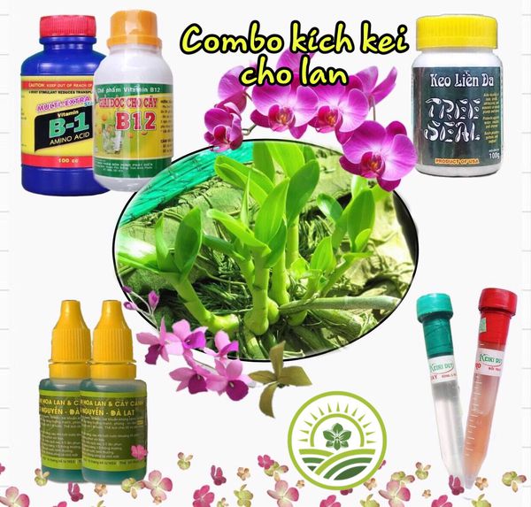Combo kích ki cho Phong lan 7 sản phẩm