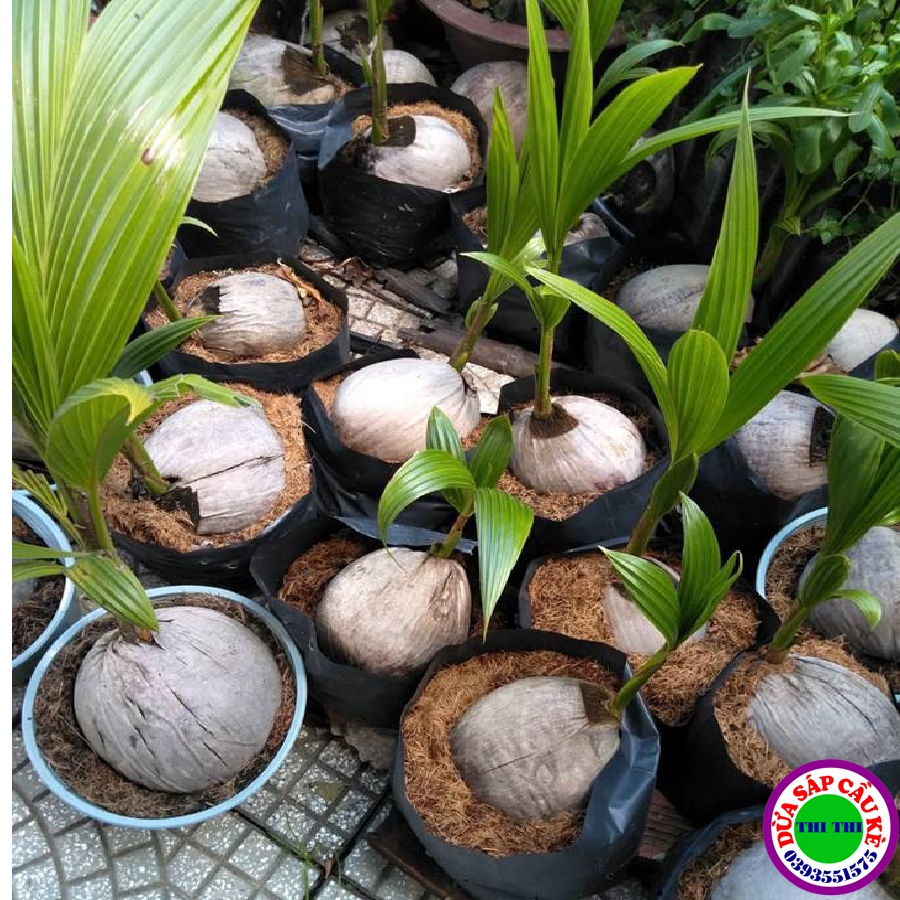 Dừa sáp giống cầu kè- trà vinh