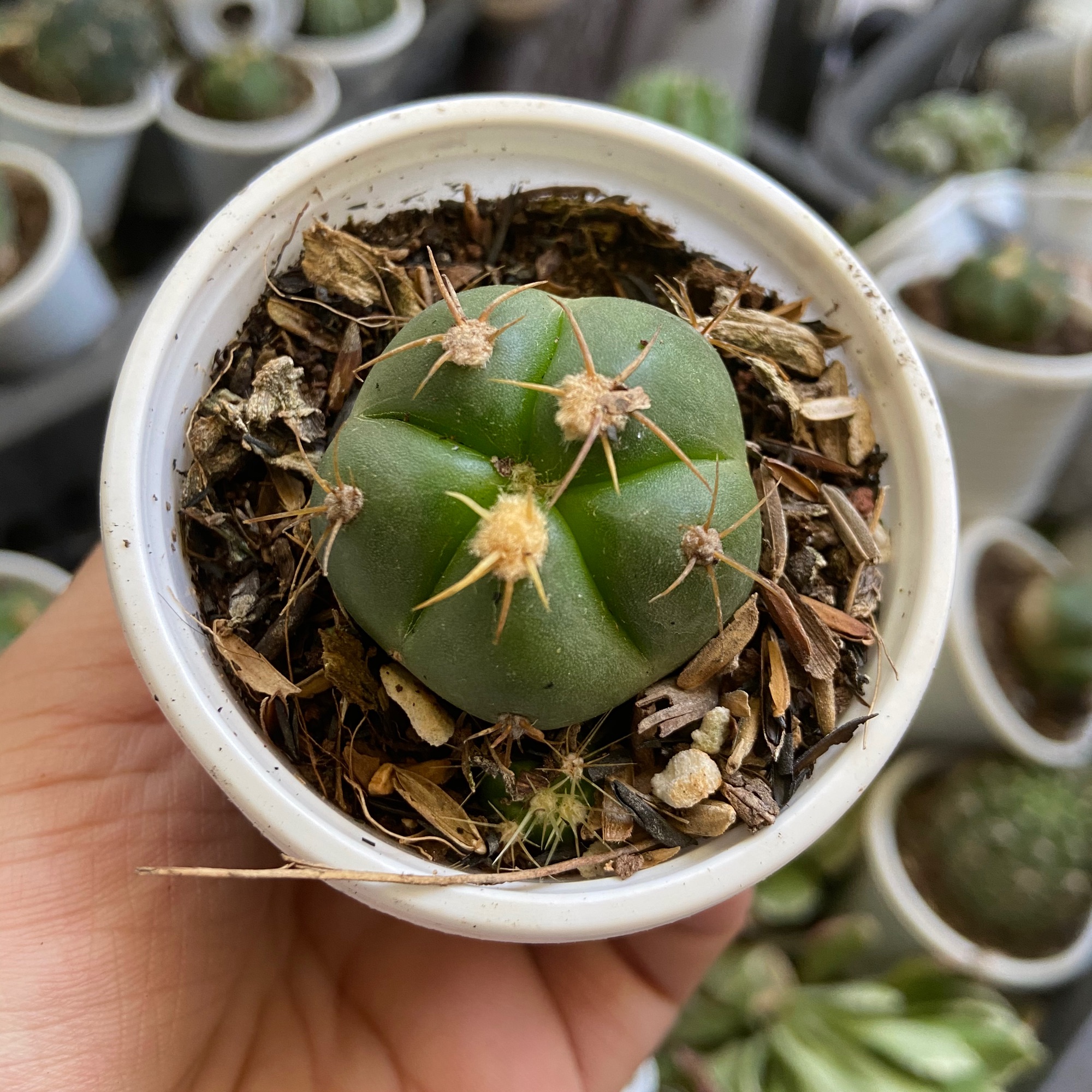 Xương Rồng Bánh Bao