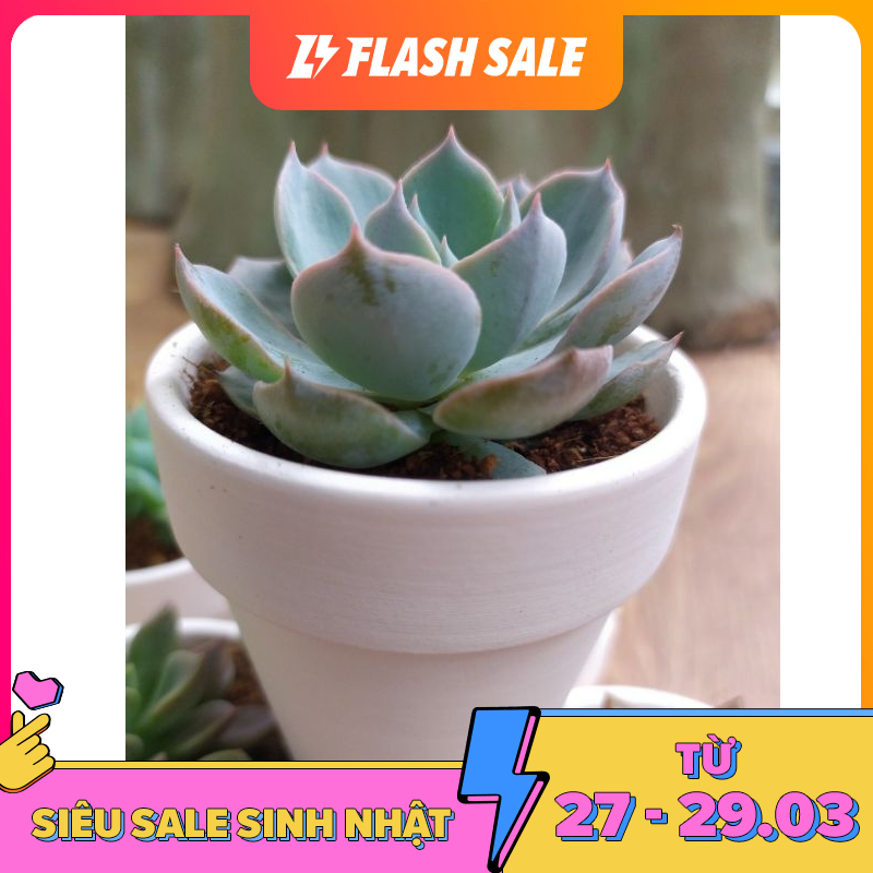 Sen Đá Mini Chọn Ngẫu Nhiên Nằm Trong Chậu Đất Nung (5x5cm) Dễ Chăm Sóc Succulent Plant Mang Lại Tài Lộc