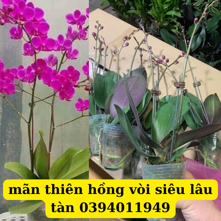 hồ điệp mãn thiên hồng 2 vòi đang nụ cho hoa tết 2023