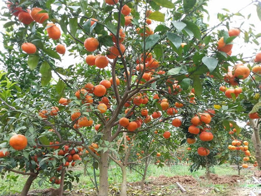 Cây giống cam đường canh