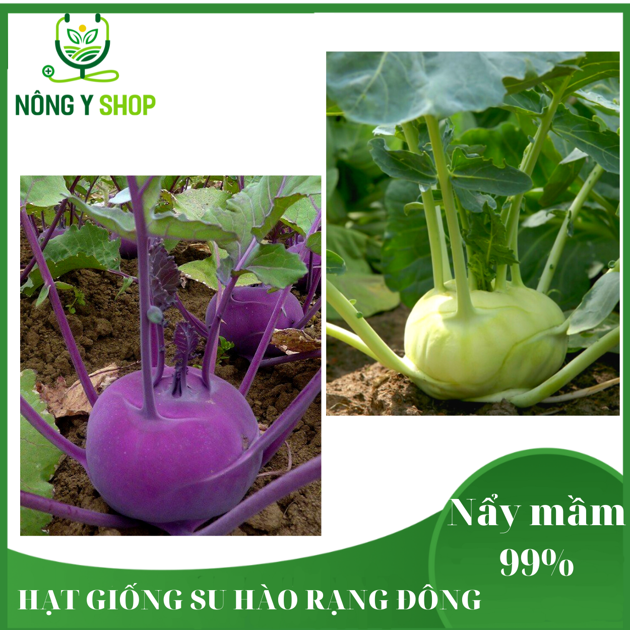Gói lớn - túi zip 20 hạt - hạt giống su hào xanh rạng đông - rado 703 - su hào tím- rado 684