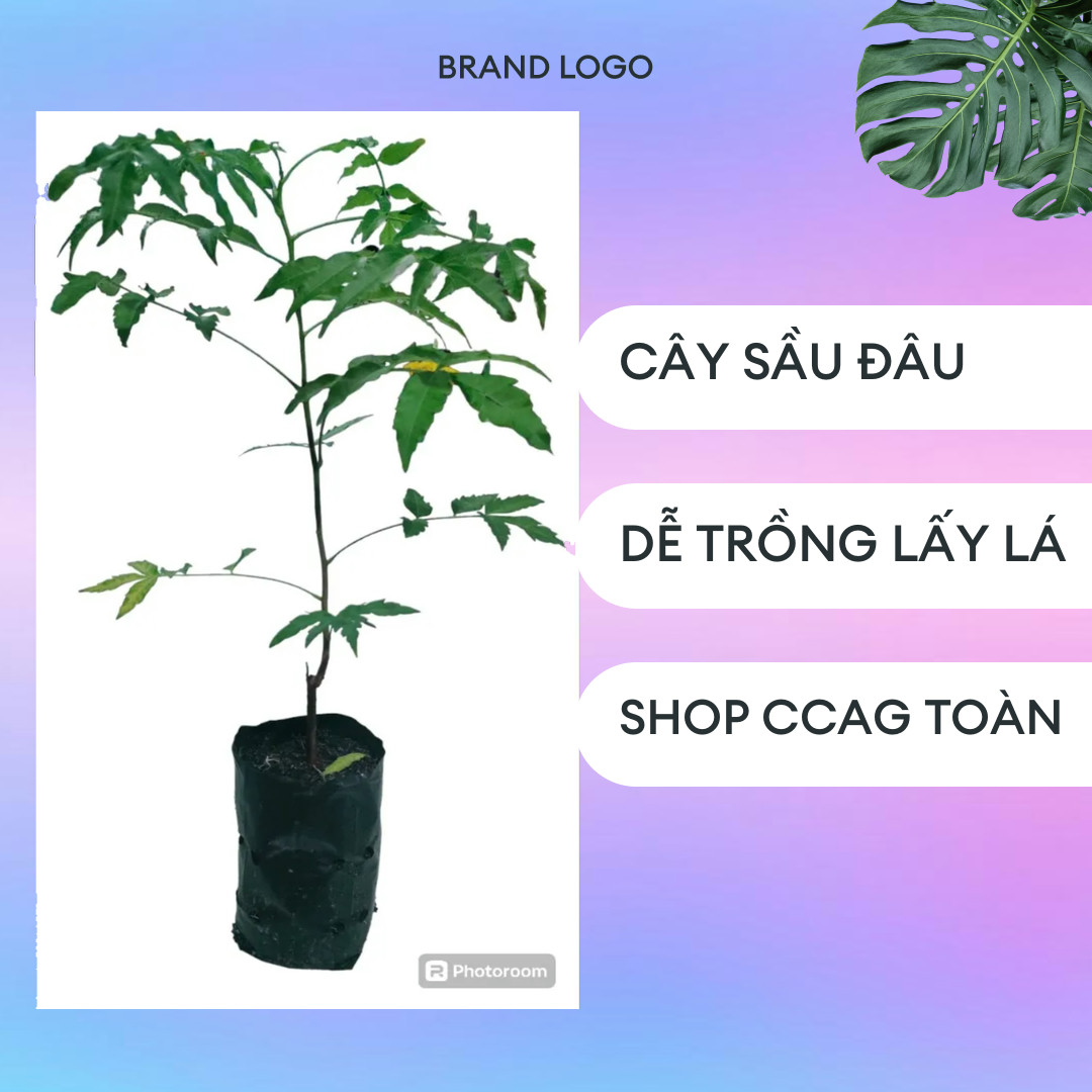 Cây Sầu đâu/ Nem ấn Độ/ Cây cao tầm 30cm/ Dễ trồng/ ăn lá. 1 cây