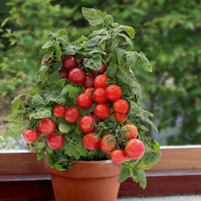 Cà chua cherry lùn f1