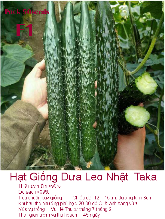 Gói 50 hạt giống dưa leo nhật Bản Taka say trái chịu nhiệt