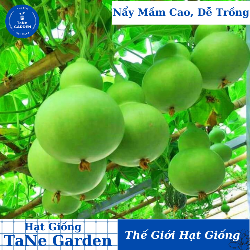 2gr hạt giống bầu hồ lô - tane garden