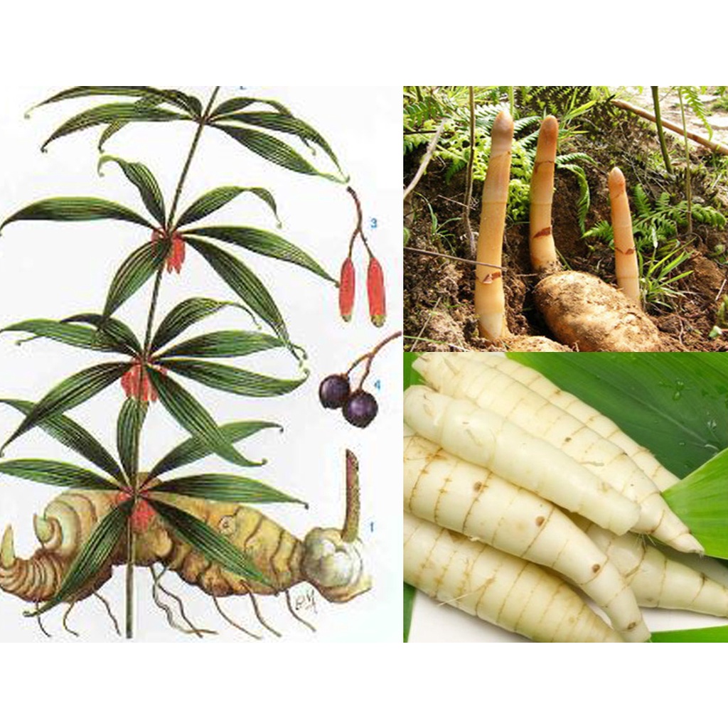 10 Hạt giống hoàng tinh hoa đỏ-