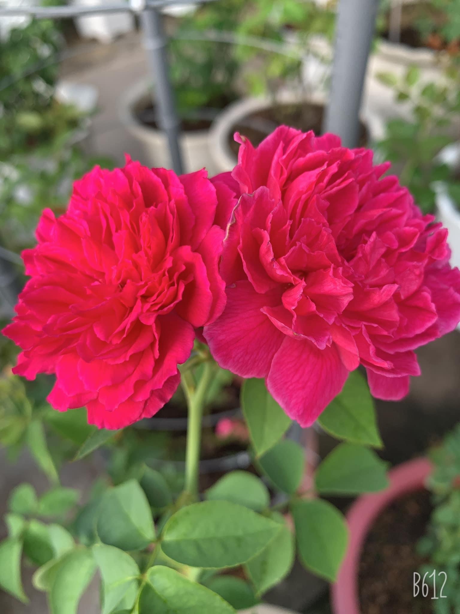 Hoa hồng leo nb Tường Vi Rose size trung