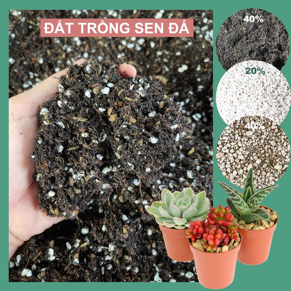 Đất trồng sen đá trộn sẵn Đất chuyên dụng cho sen đá