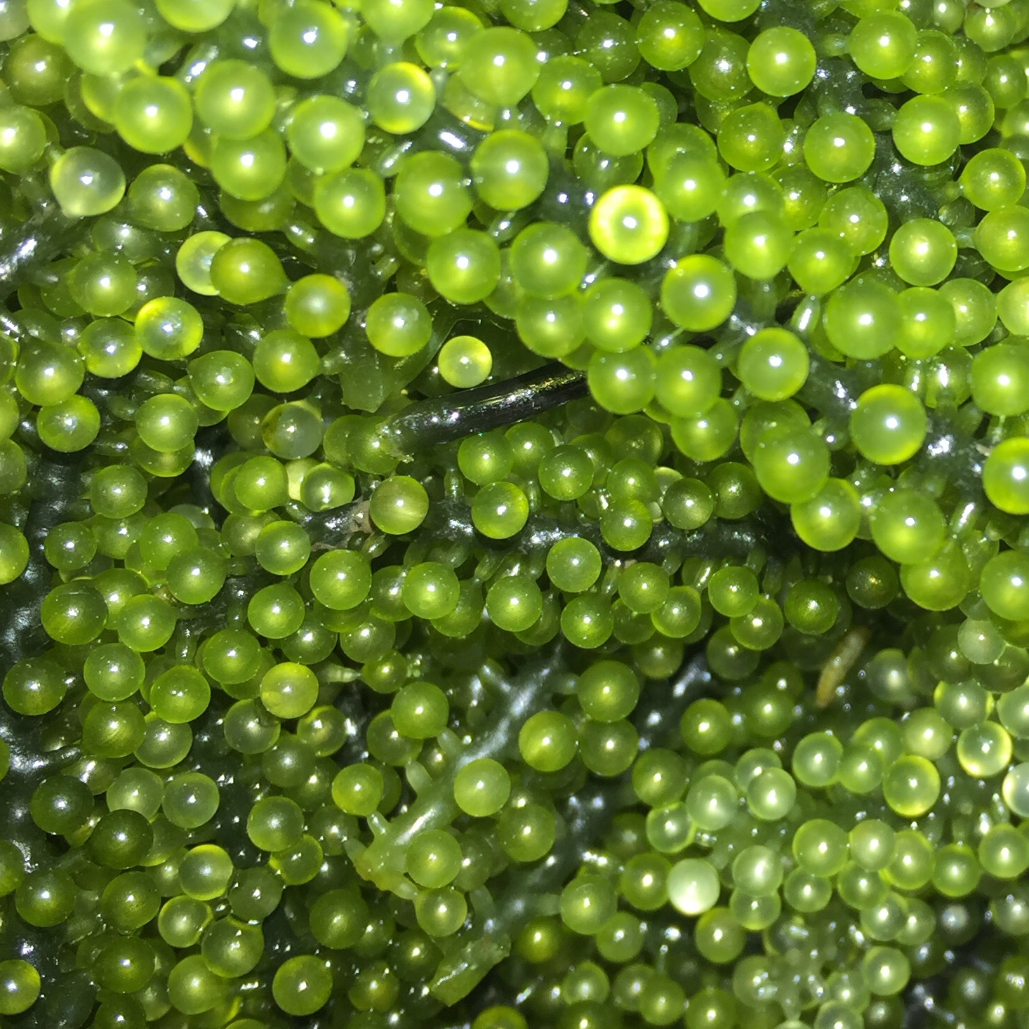 Rong nho biển tươi tại TPHCM