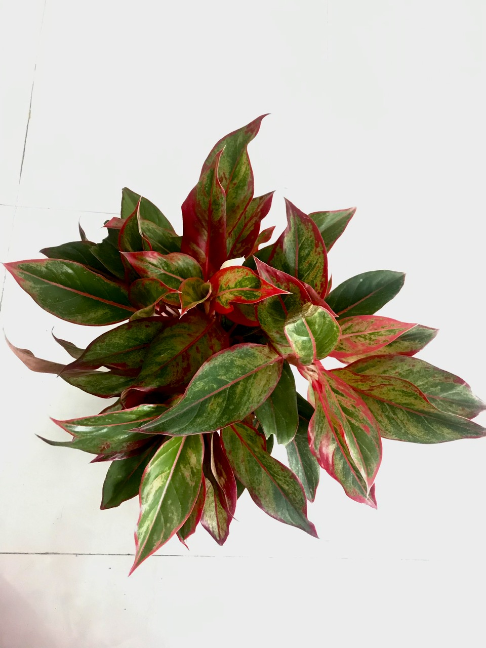 Chậu Phú Quý từ 5 nhánh trở lên