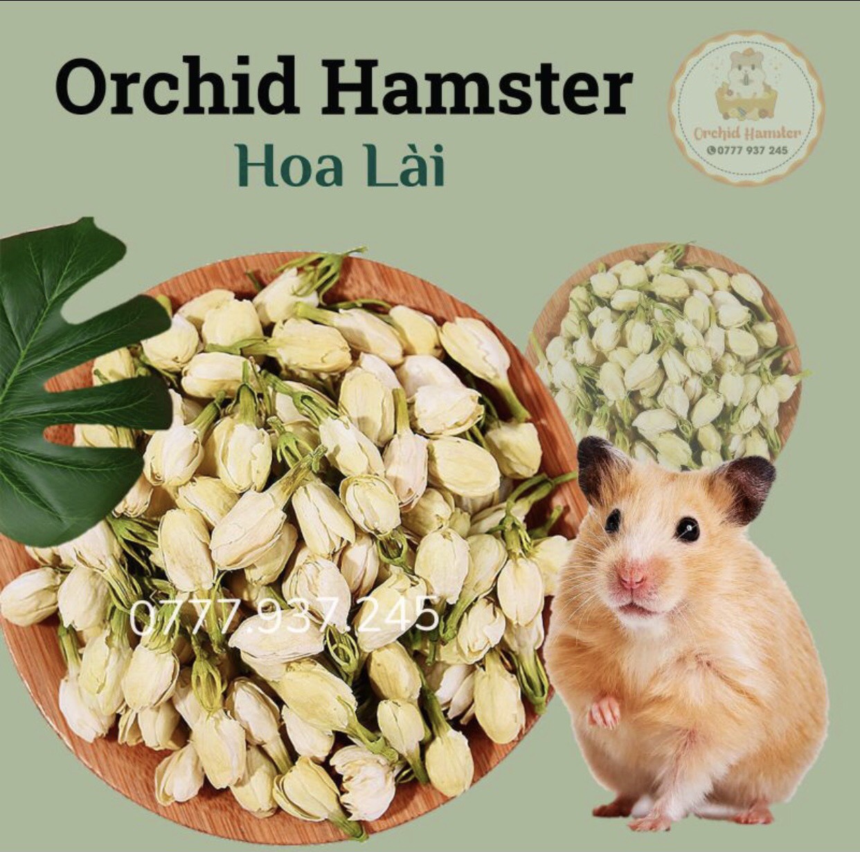 Hoa Lài Giải Nhiệt Dành Cho Hamster