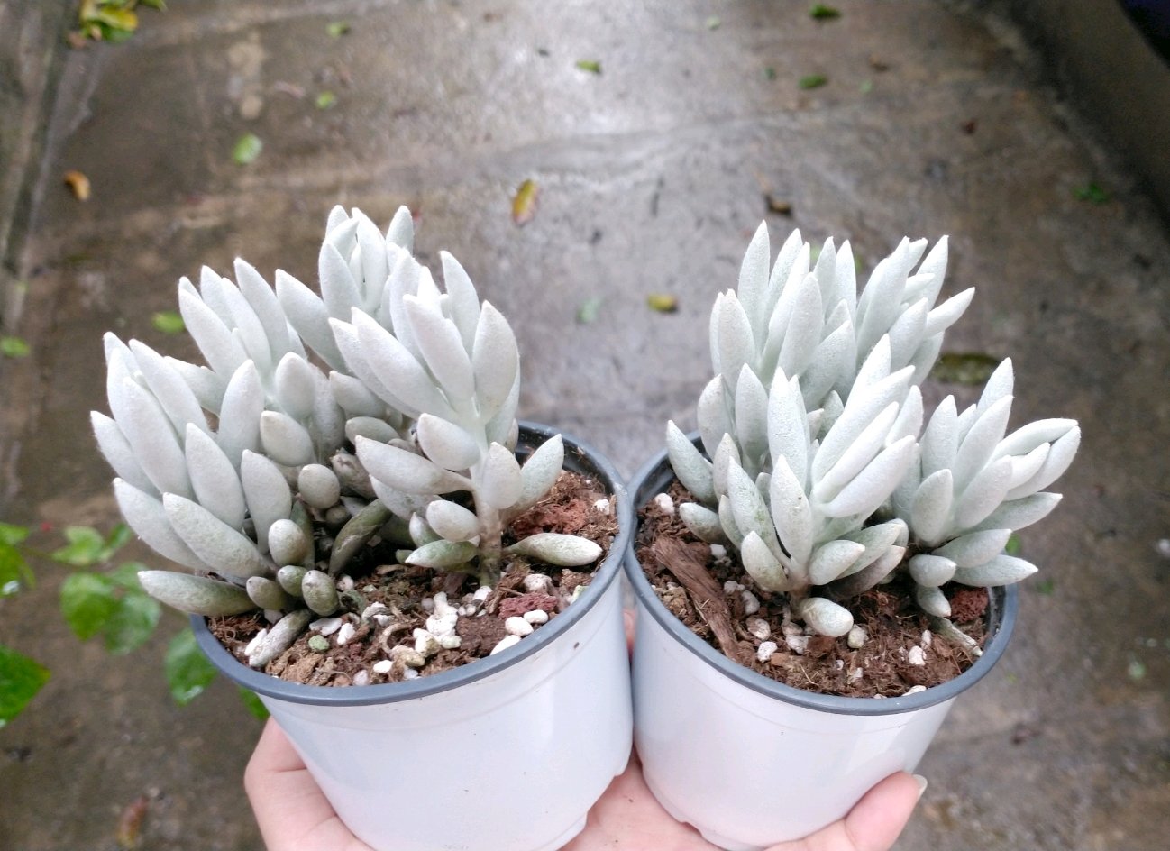 Sen đá Hồ ly/ Cáo tuyết