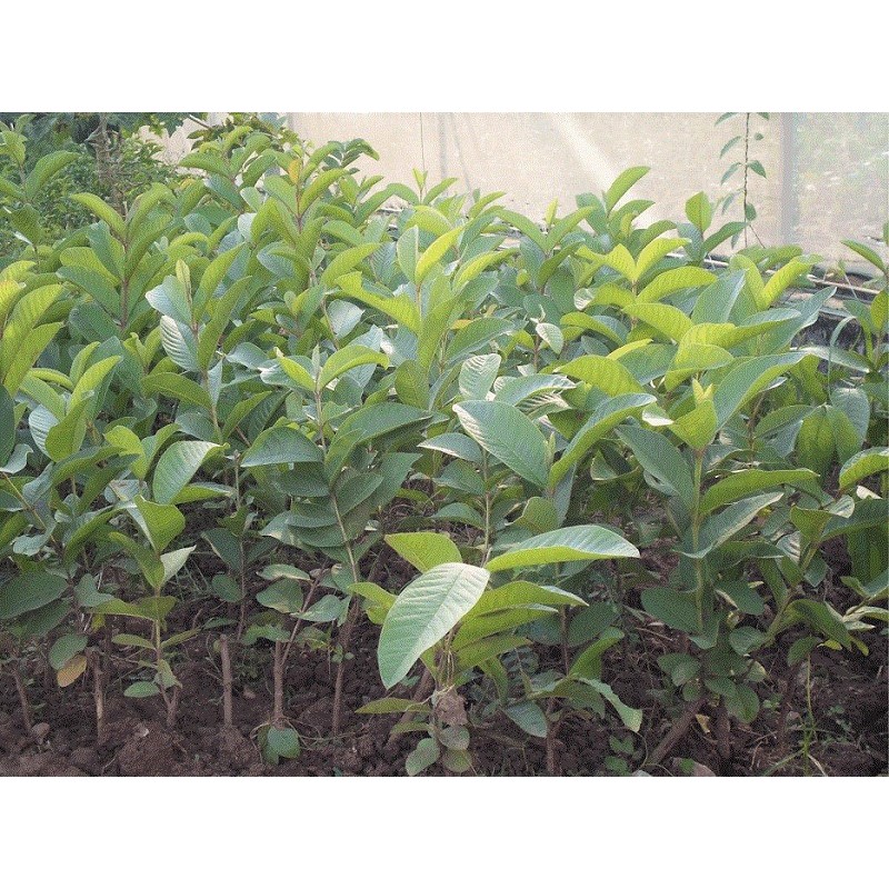 Cây Giống Ổi Găng tứ quý bốn mùa hay ổi đông dư