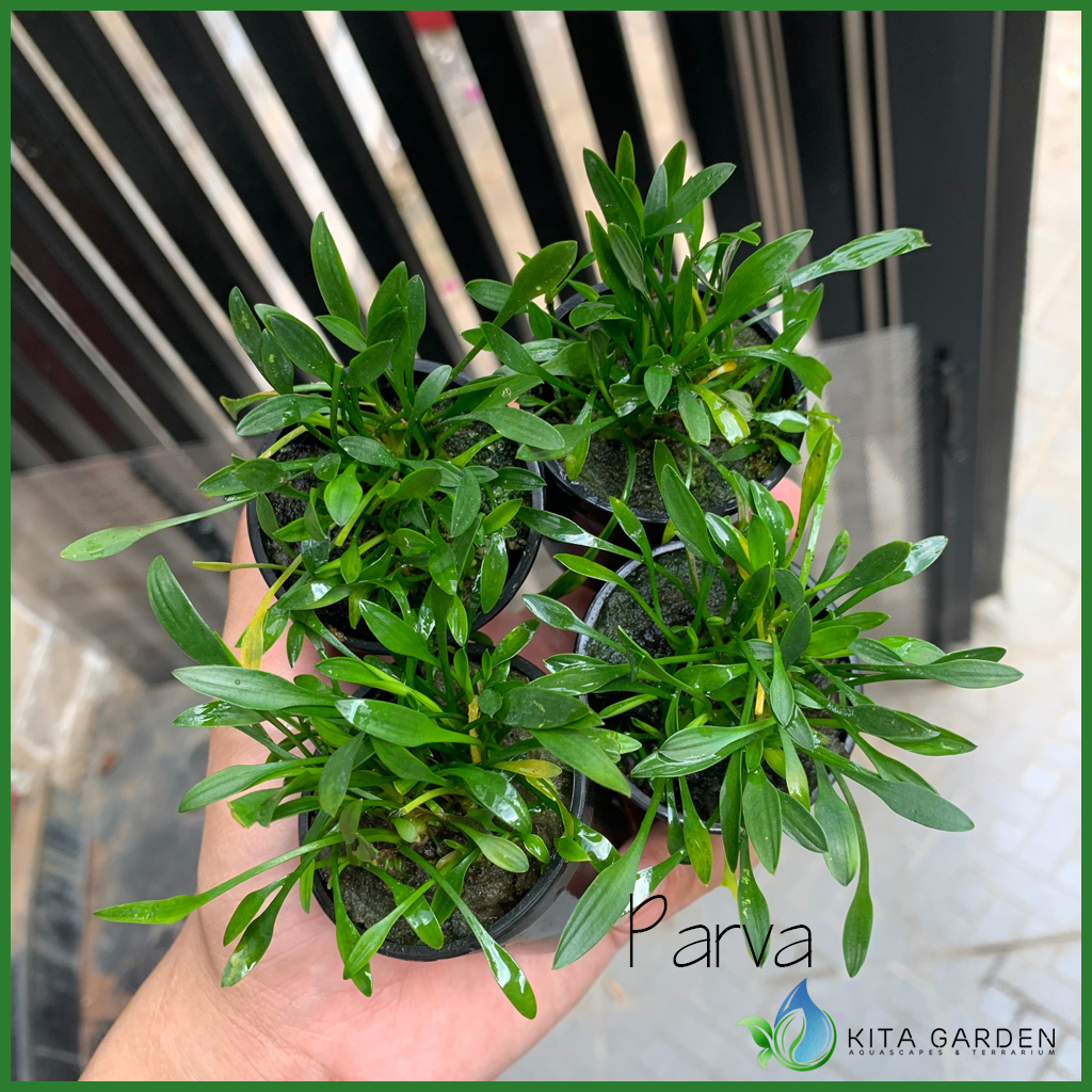Tiêu thảo mũi tên | tiêu thảo parva | cây thủy sinh