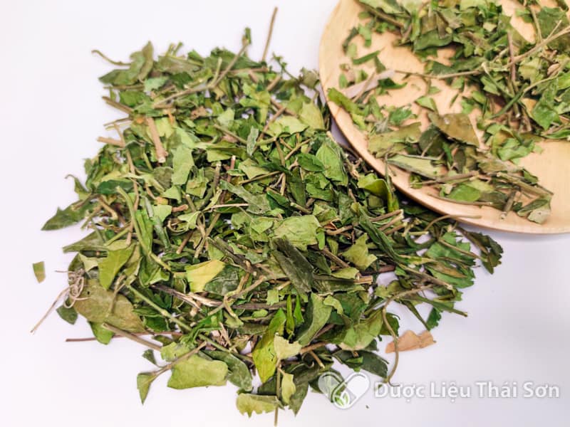 Dây thìa canh - Ngừa tiểu đường, ổn định đường huyết, hạ mỡ máu