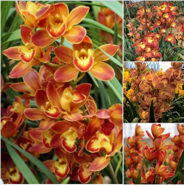 Củ giống hoa địa lan santo hoa cam - 1 củ